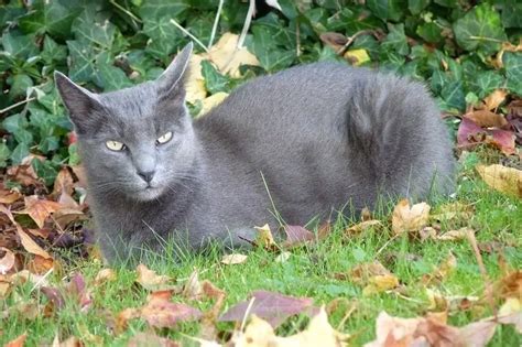 13 races de chats asiatiques présentés avec photos